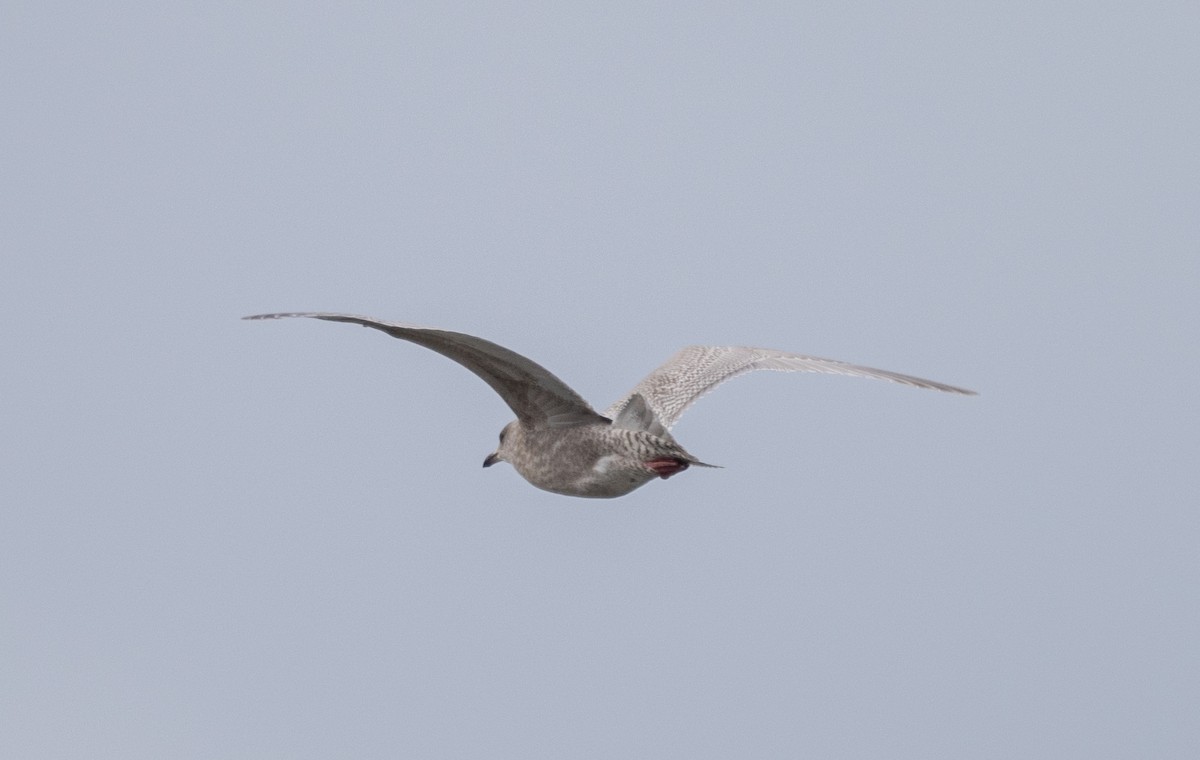 Iceland Gull - ML646981685