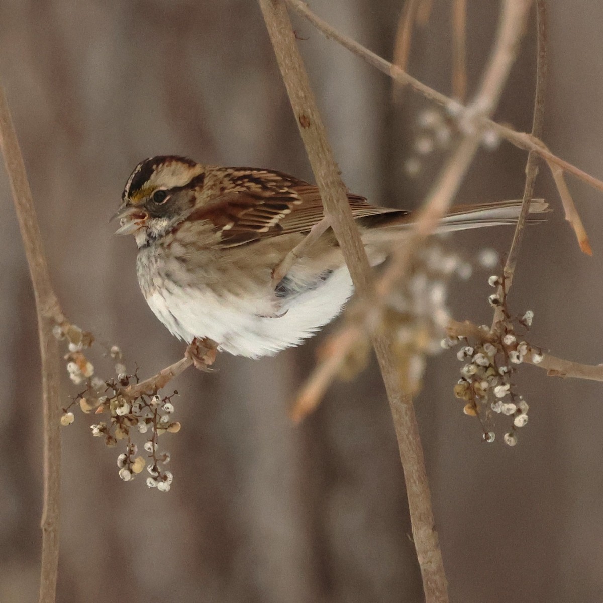 Bruant à gorge blanche - ML646981688