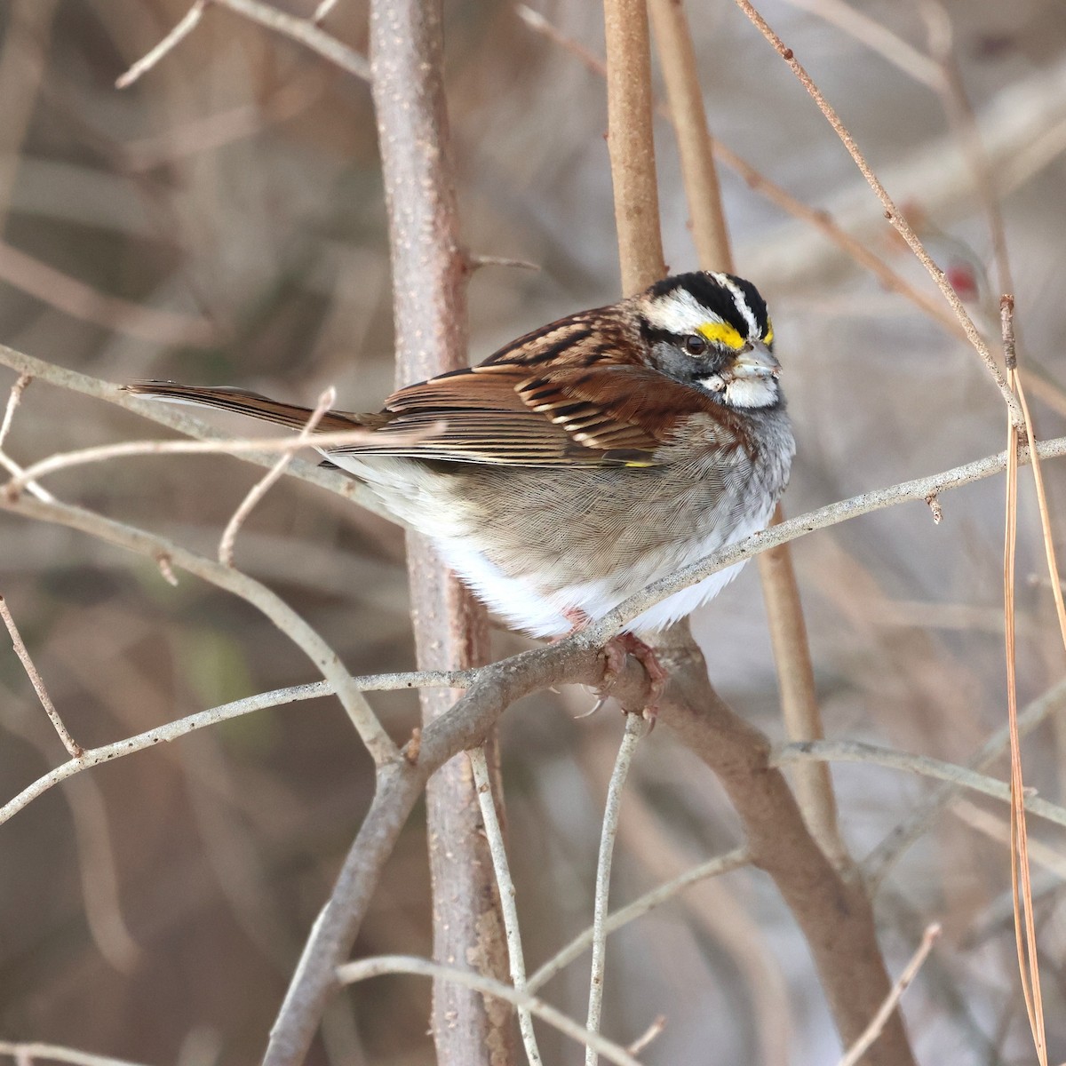 Bruant à gorge blanche - ML646981689