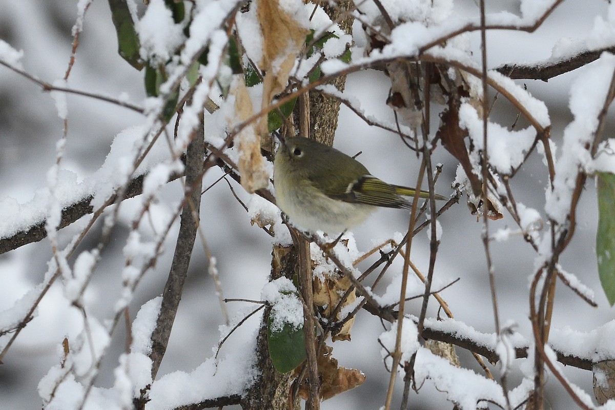 Ruby-crowned Kinglet - ML646981691