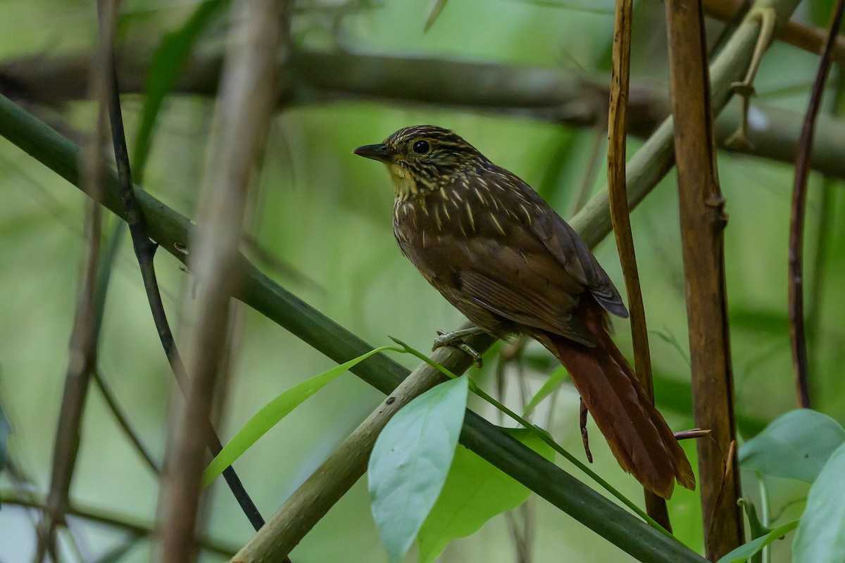 Lineated Foliage-gleaner - ML646981692
