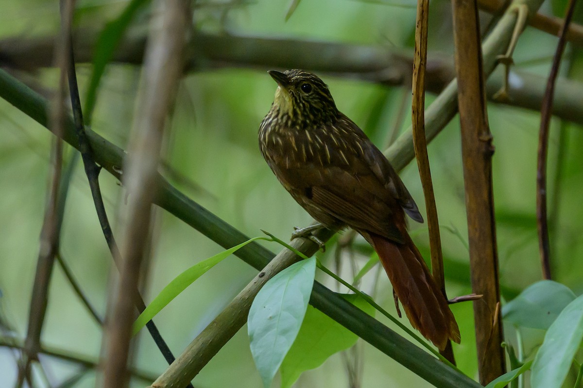Lineated Foliage-gleaner - ML646981693