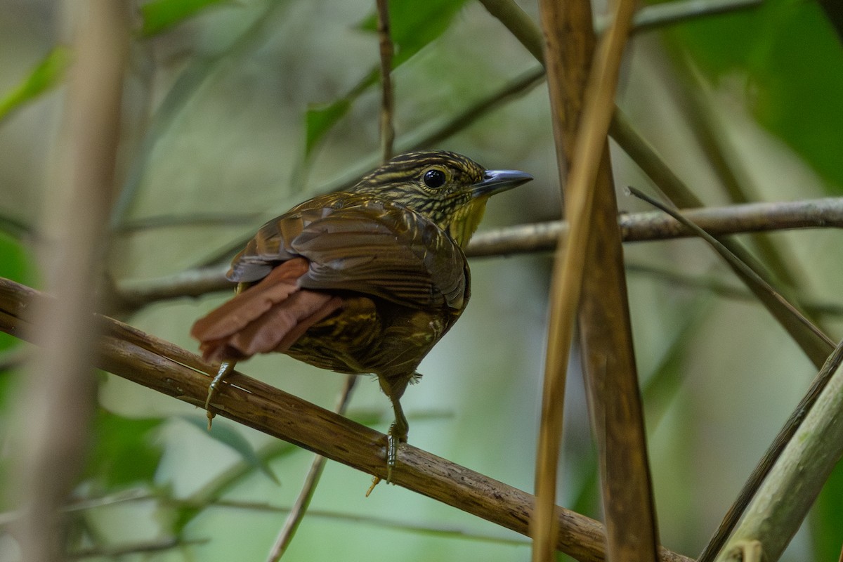 Lineated Foliage-gleaner - ML646981694