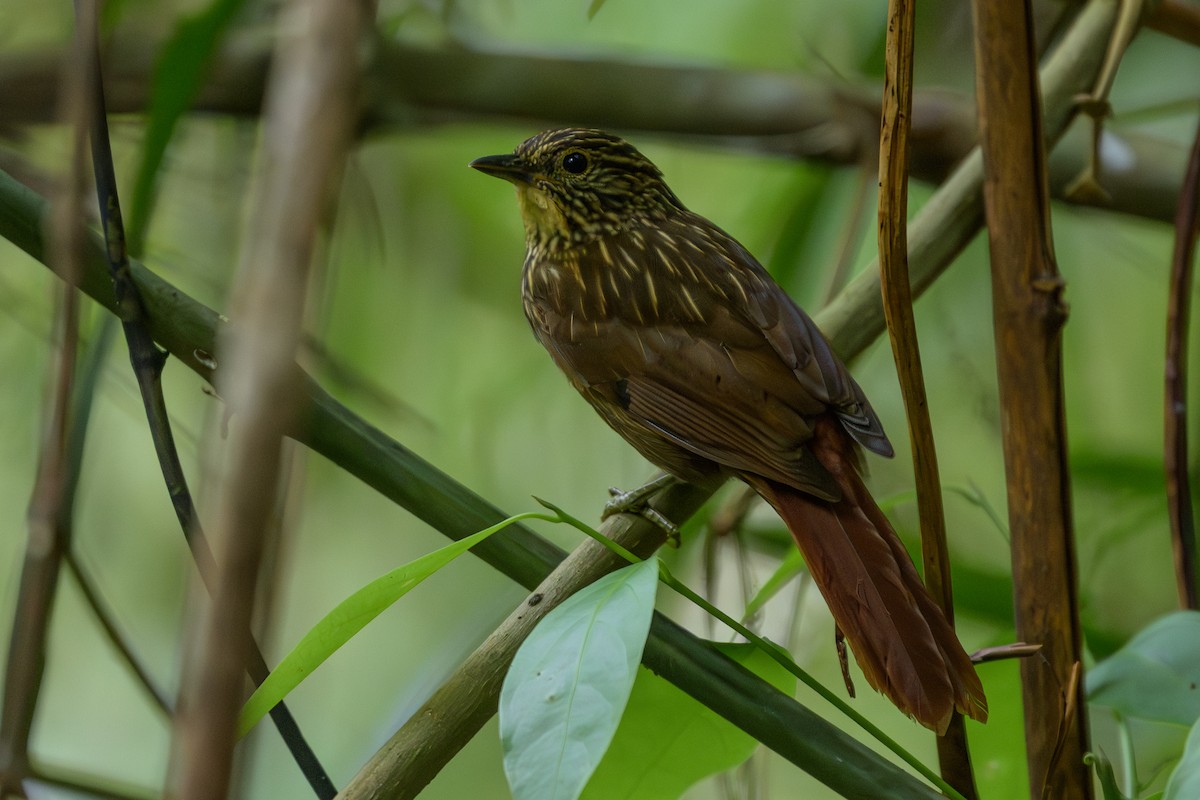 Lineated Foliage-gleaner - ML646981695