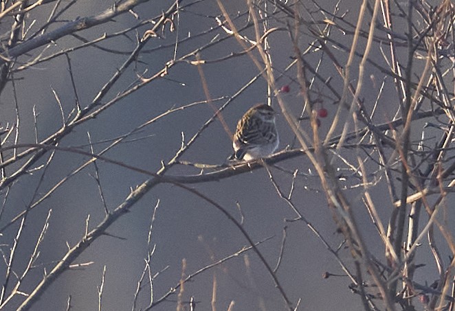 Cırcır Sesli Serçe - ML646981697