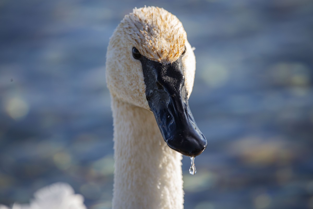 Trumpeter Swan - ML646981698