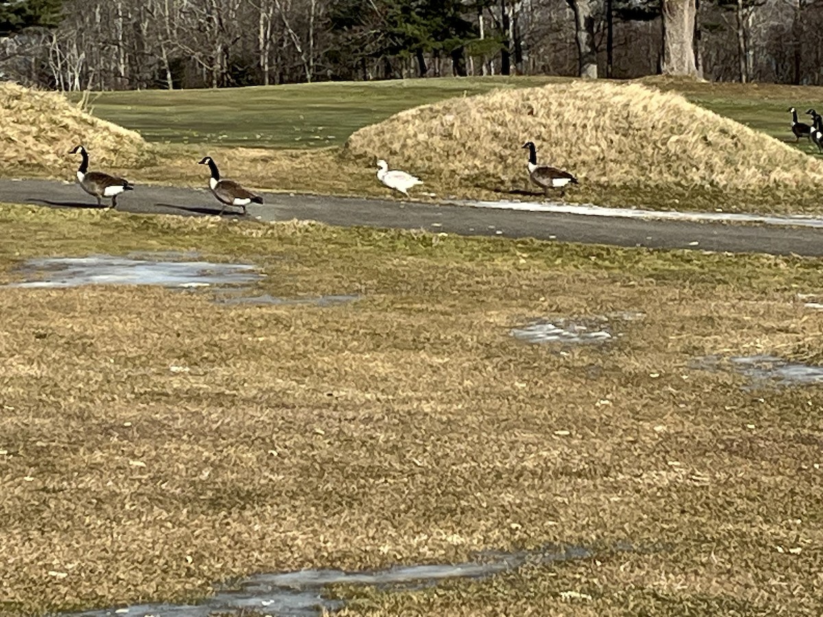 Snow Goose - ML646981700