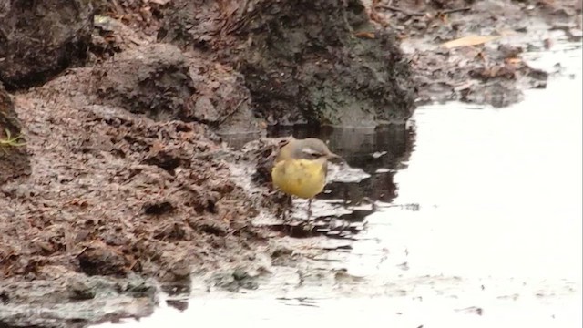 Bergeronnette de Béringie (tschutschensis/plexa) - ML646981701