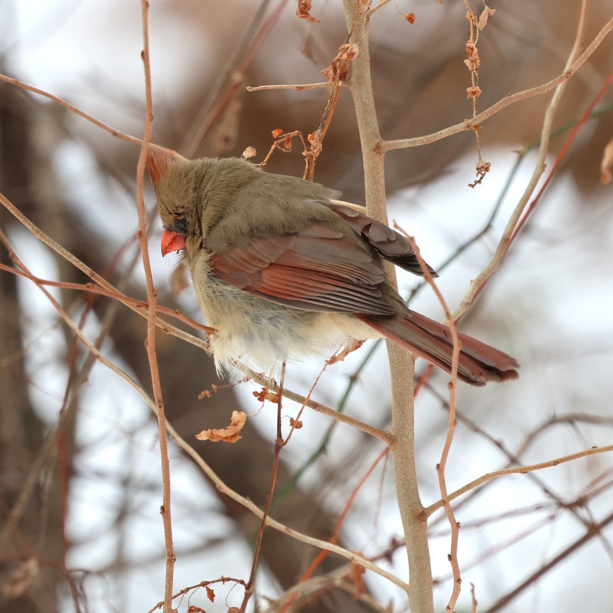 Cardinal rouge - ML646981703