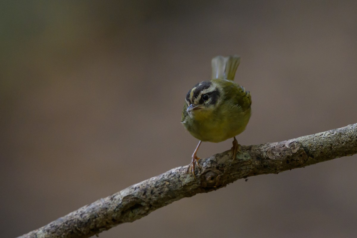 Three-striped Warbler - ML646981708