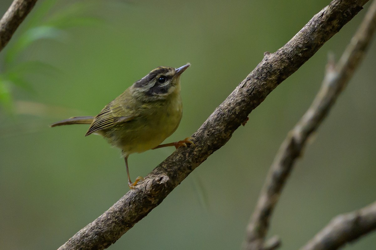 Three-striped Warbler - ML646981709