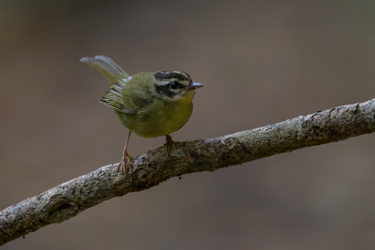 Three-striped Warbler - ML646981710