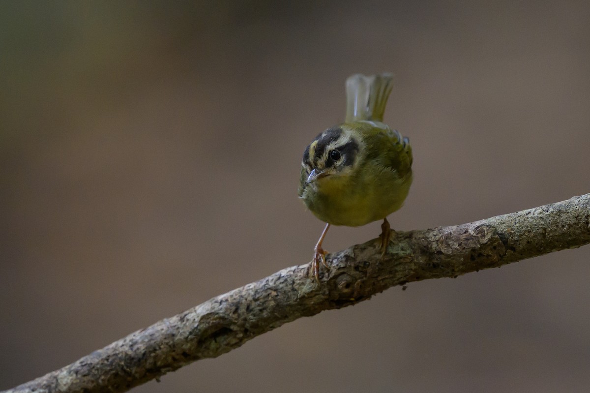 Three-striped Warbler - ML646981711