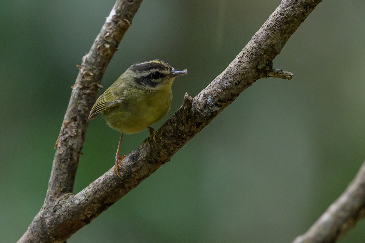 Three-striped Warbler - ML646981712