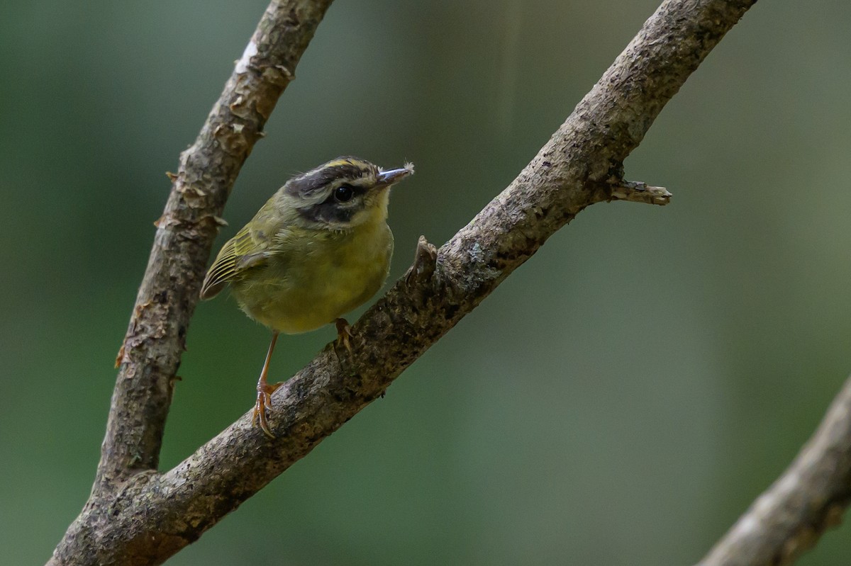 Three-striped Warbler - ML646981713