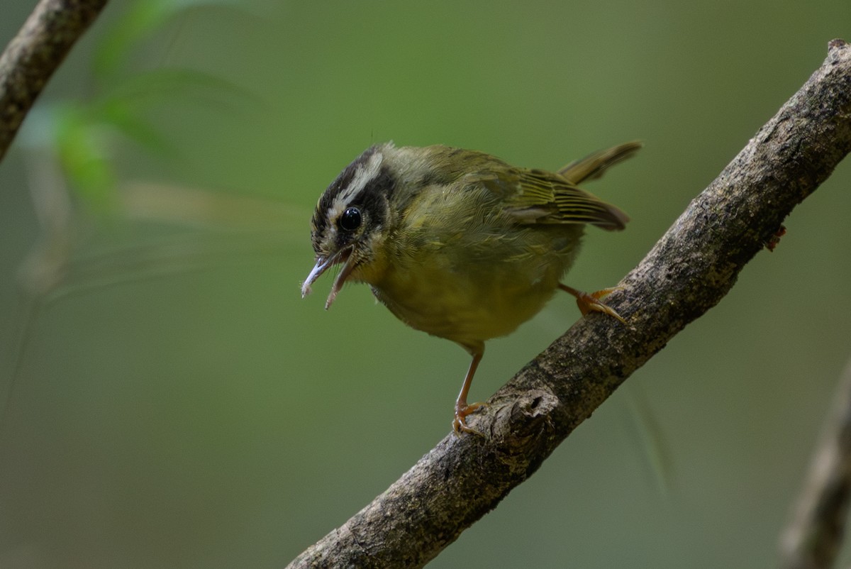 Three-striped Warbler - ML646981714