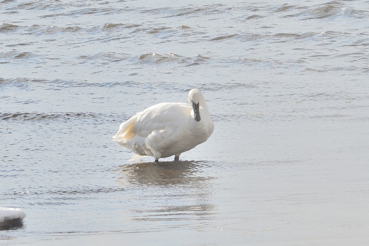 Trumpeter Swan - ML646981715