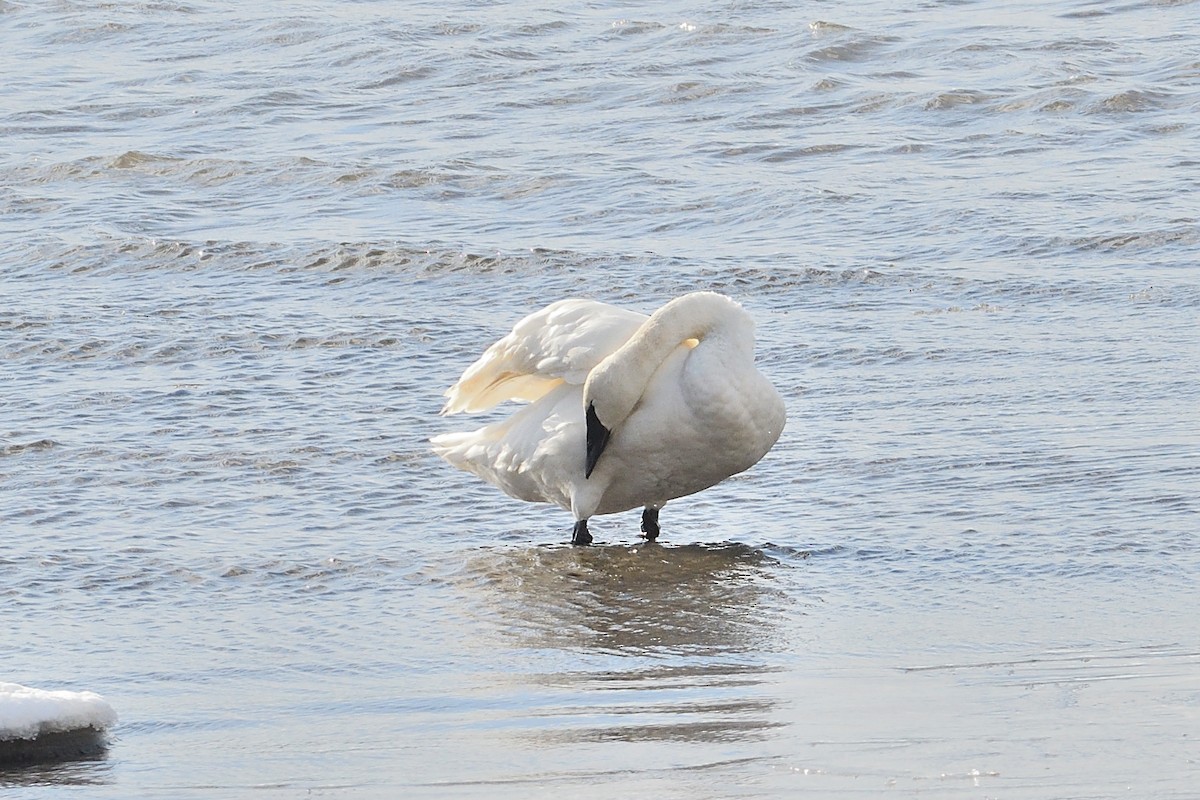 Trumpeter Swan - ML646981716