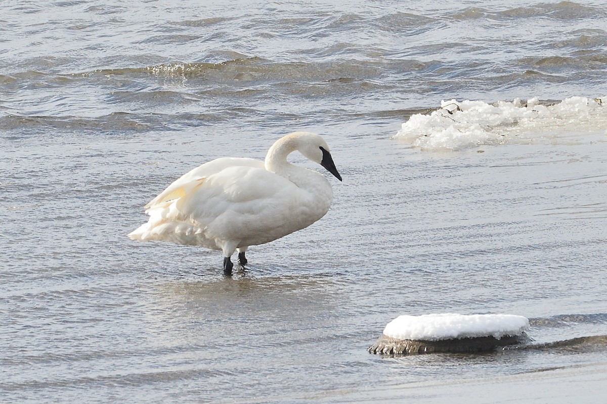 Trumpeter Swan - ML646981717