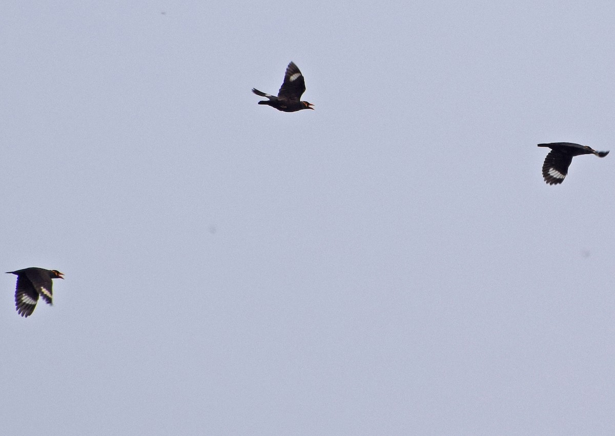 Common Hill Myna - ML646981718