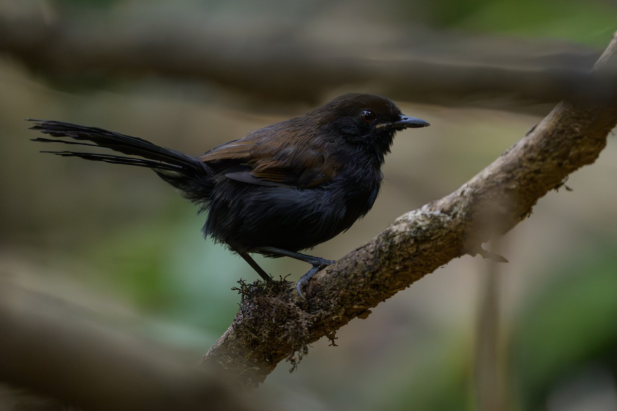 Western Fire-eye - ML646981721