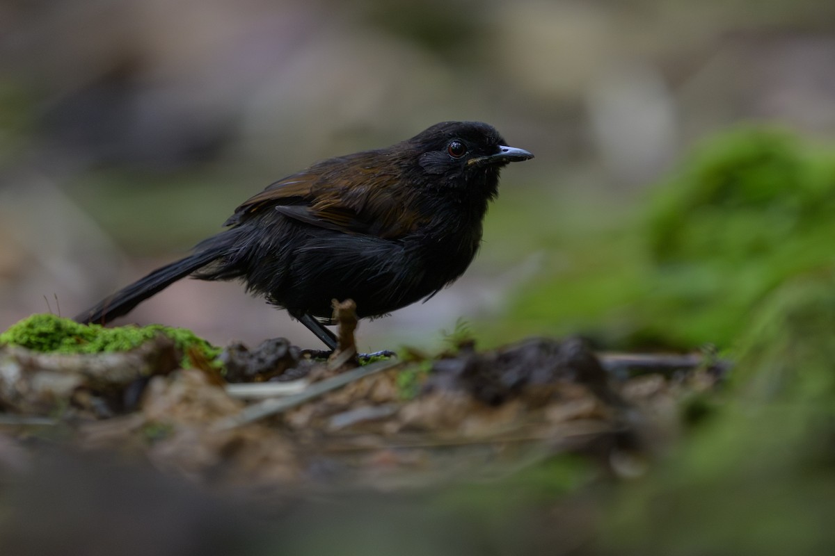 Western Fire-eye - ML646981722