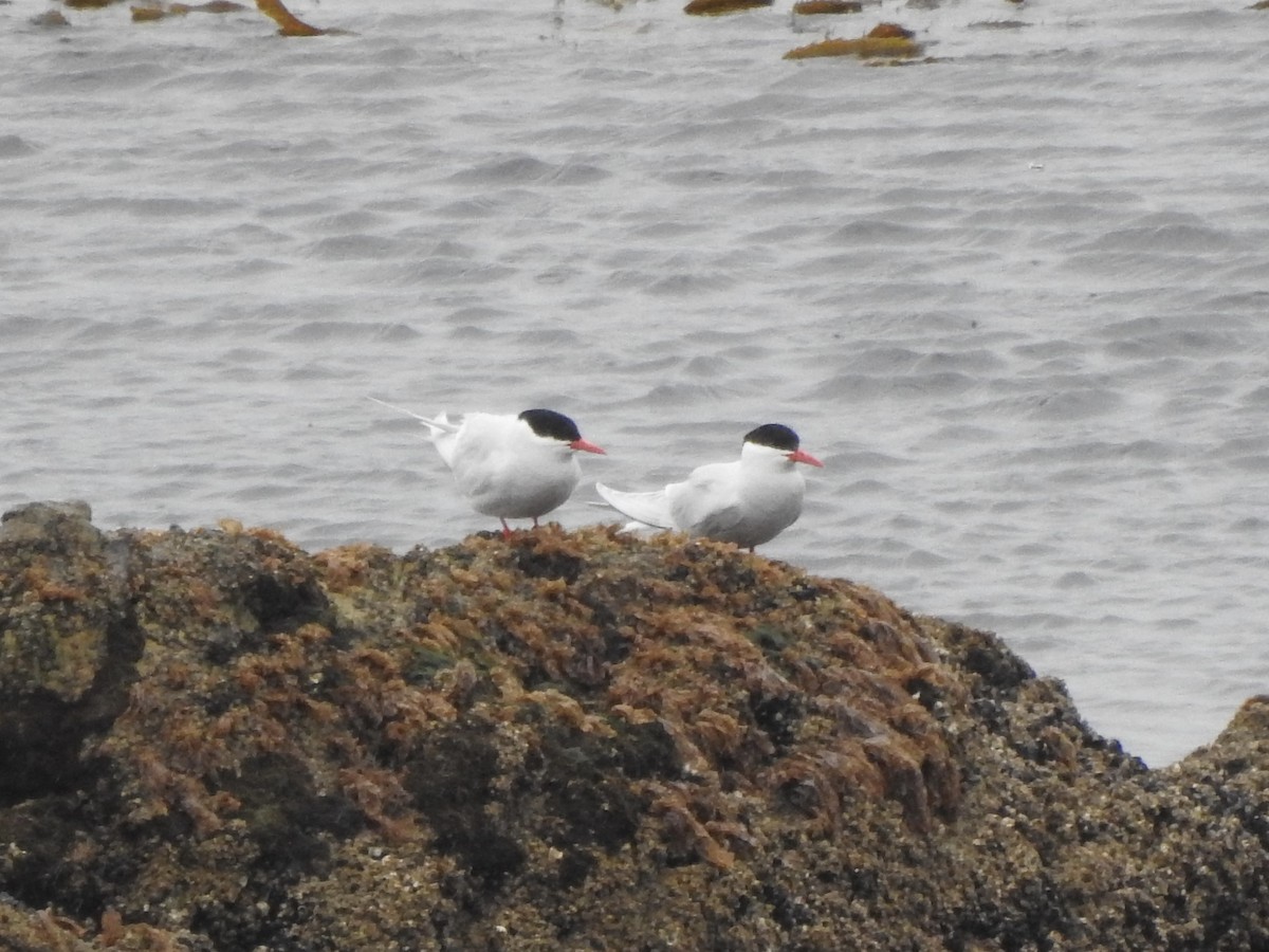 South American Tern - ML646981723