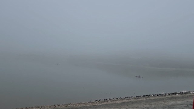 Double-crested Cormorant - ML646981728