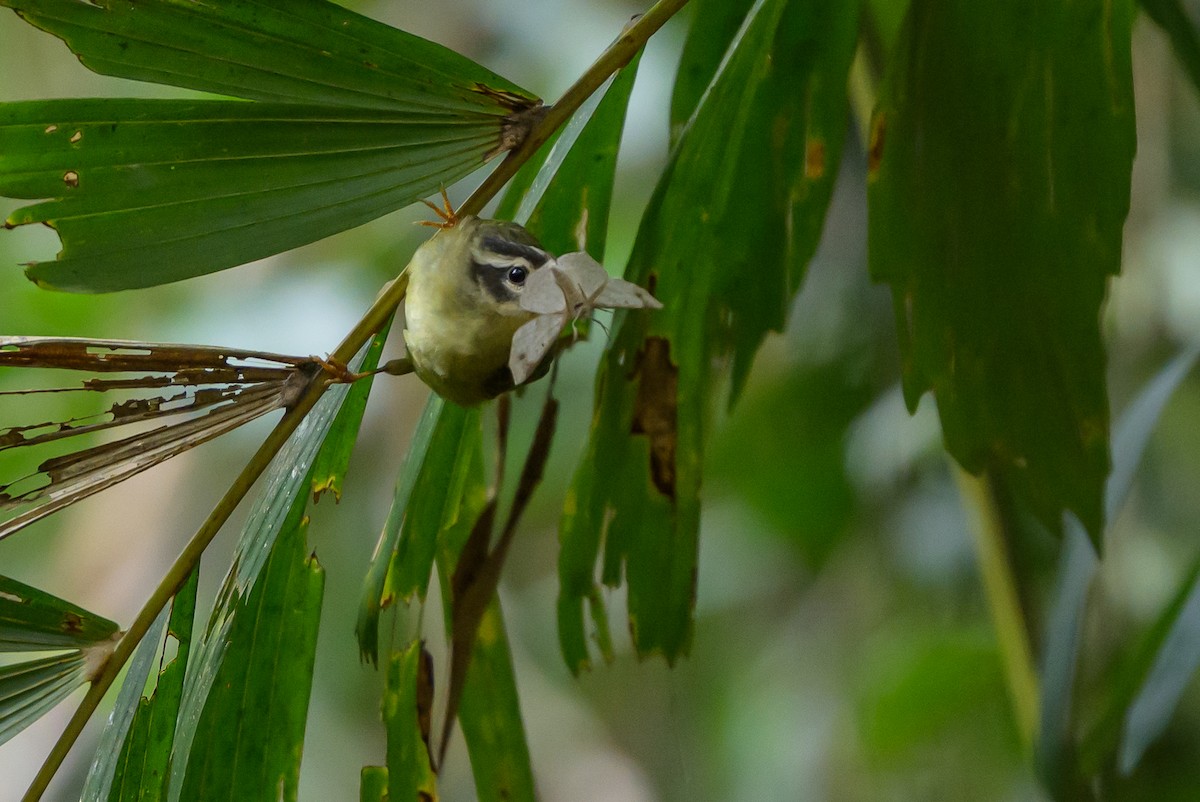 Three-striped Warbler - ML646981730