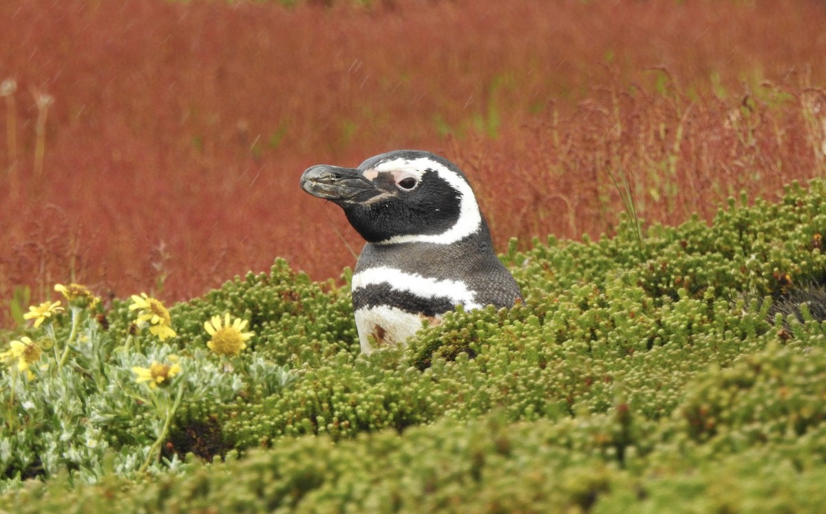 tučňák magellanský - ML646981732