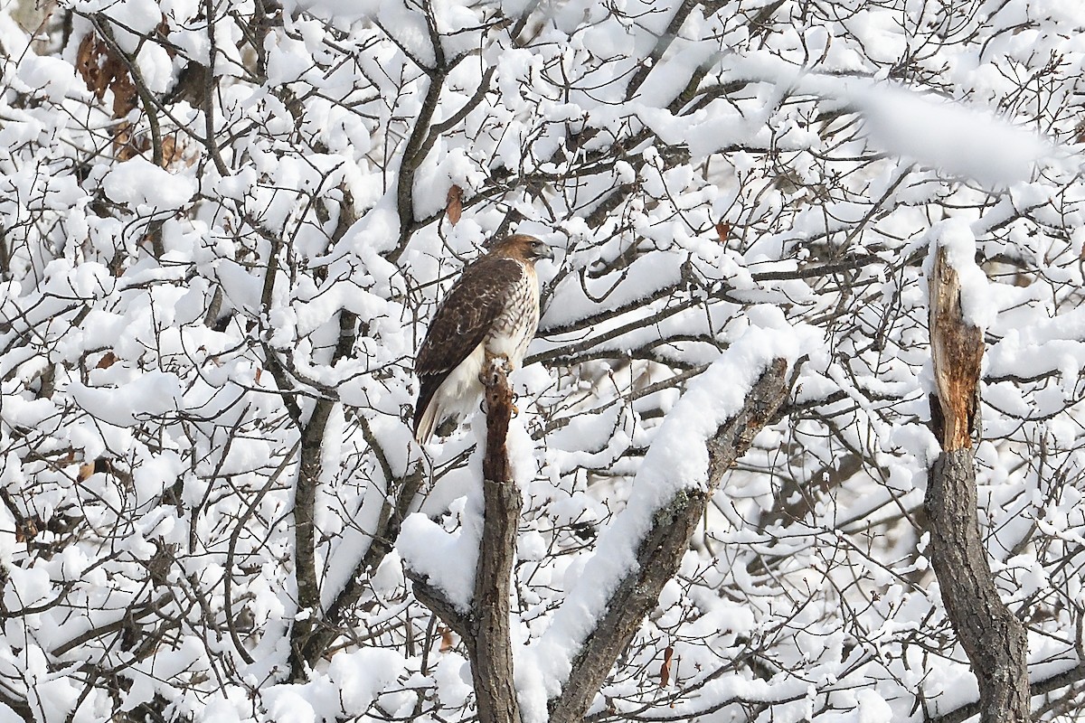 Red-tailed Hawk - ML646981737