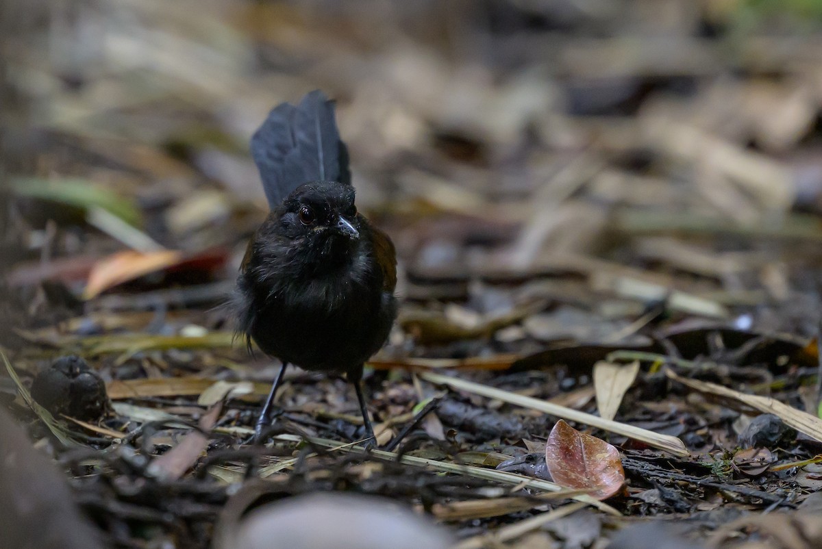 Western Fire-eye - ML646981741