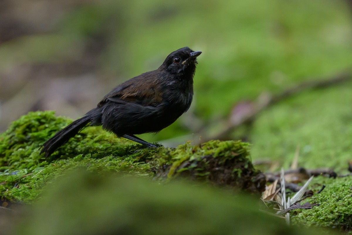 Western Fire-eye - ML646981742