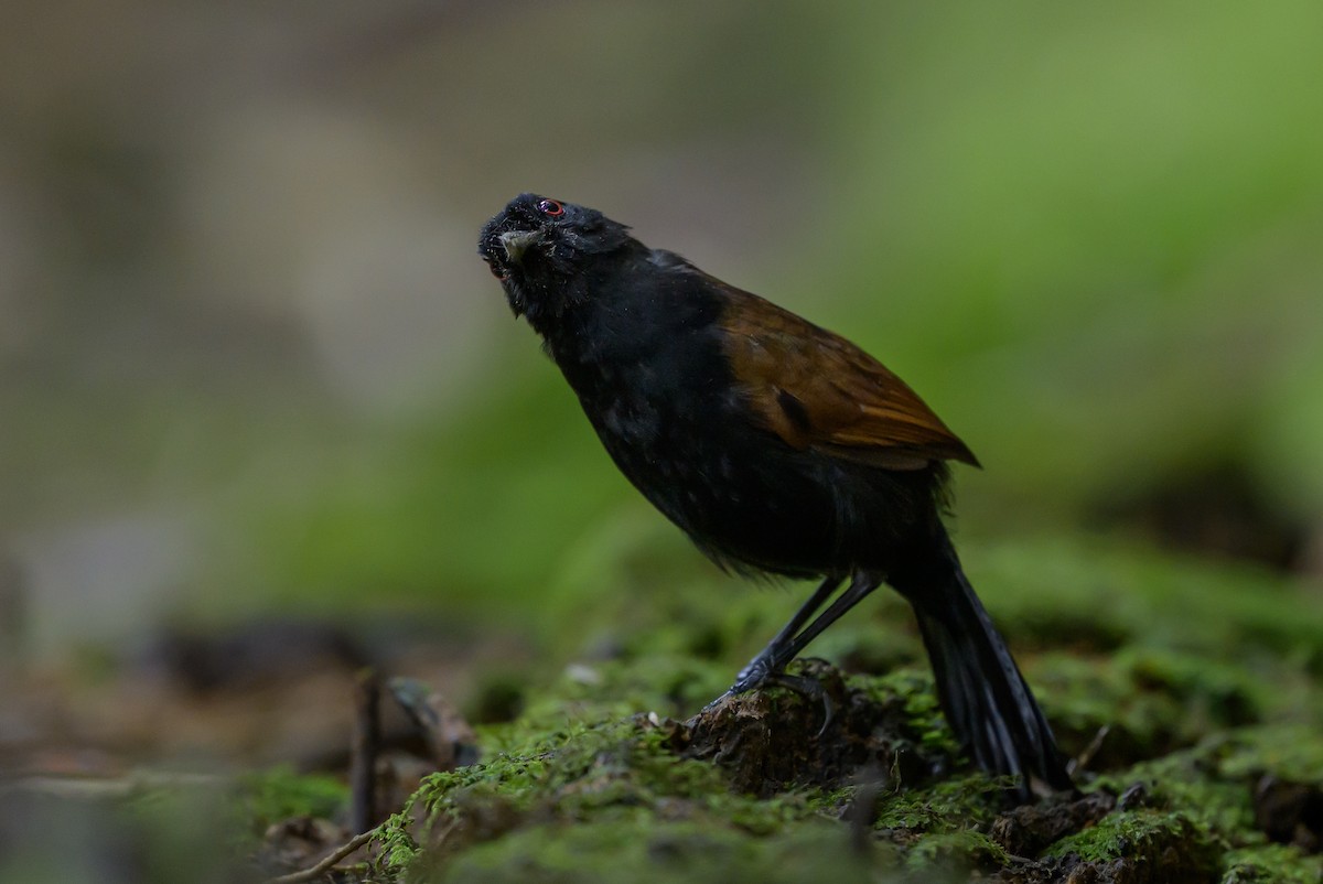 Western Fire-eye - ML646981743