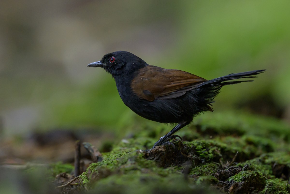 Western Fire-eye - ML646981744