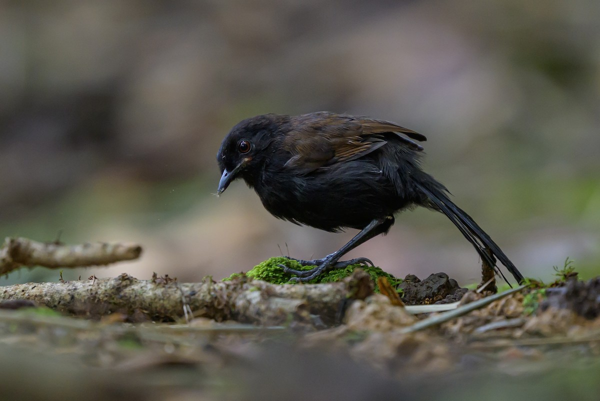 Western Fire-eye - ML646981745