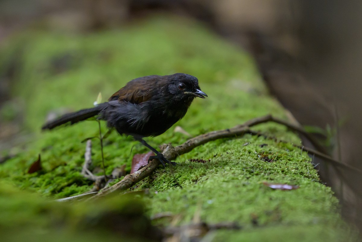 Western Fire-eye - ML646981746