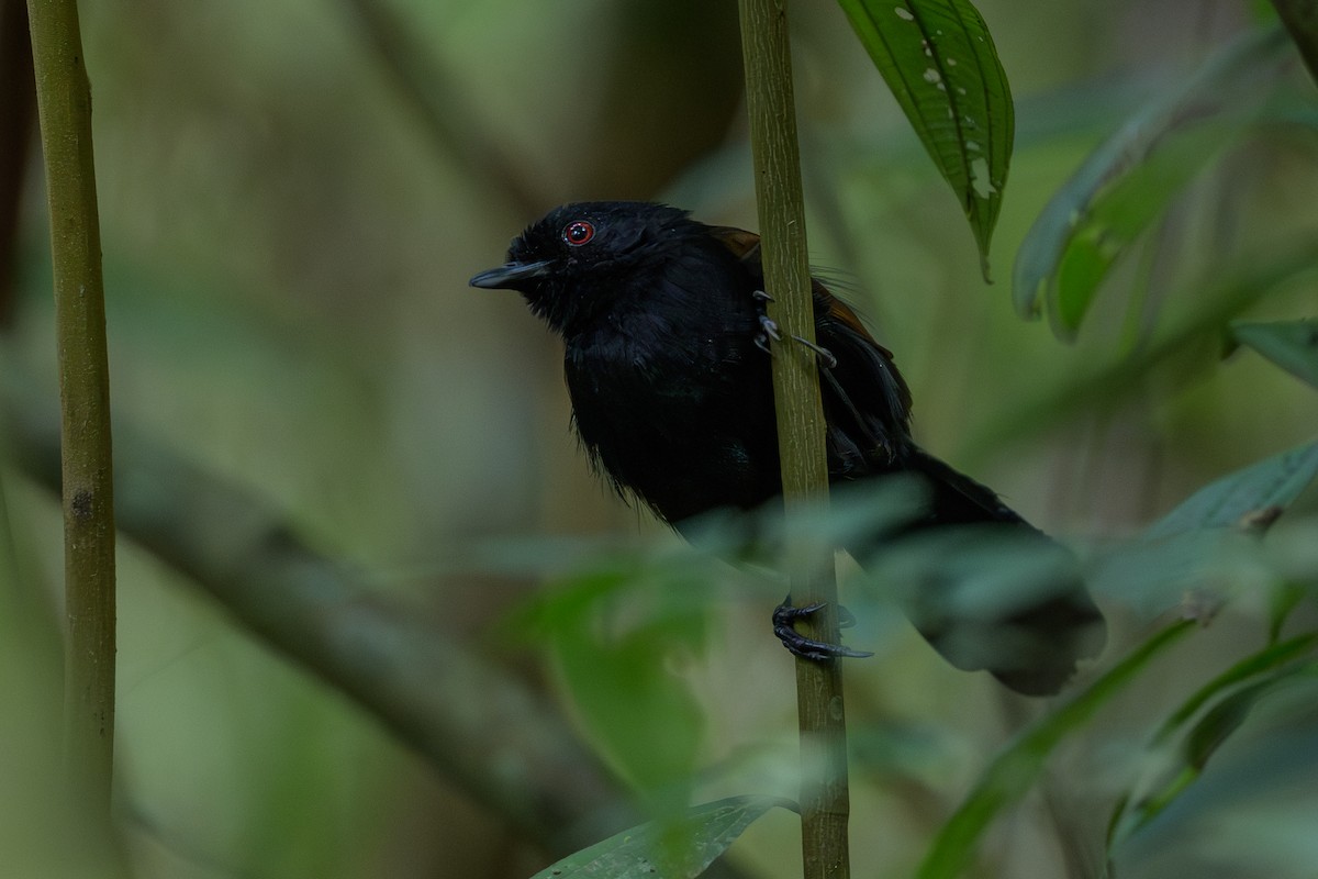 Western Fire-eye - ML646981747