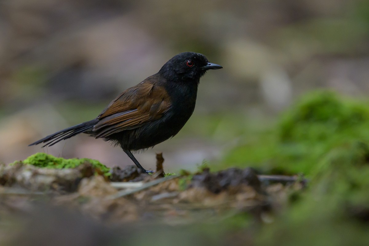 Western Fire-eye - ML646981748