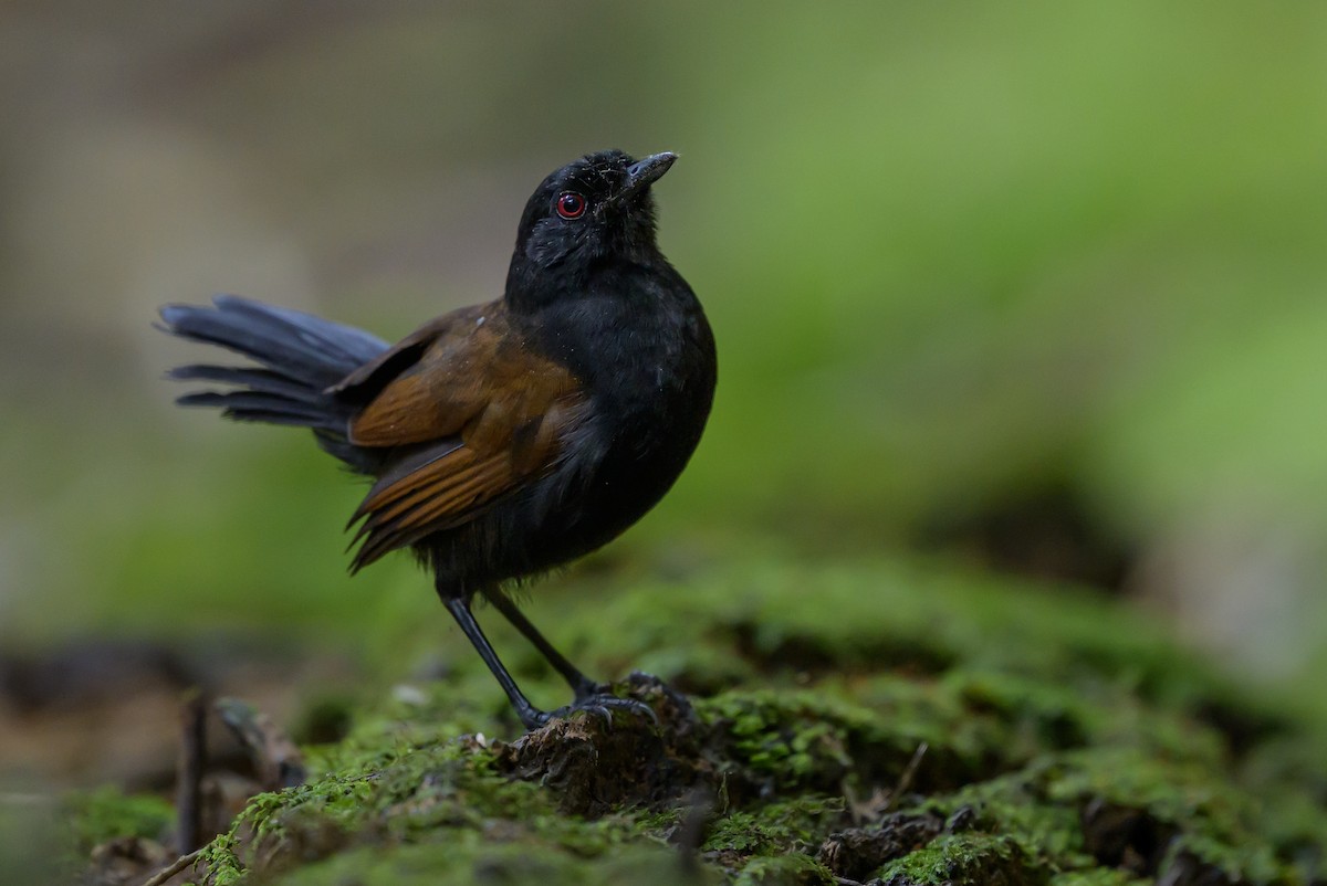 Western Fire-eye - ML646981749