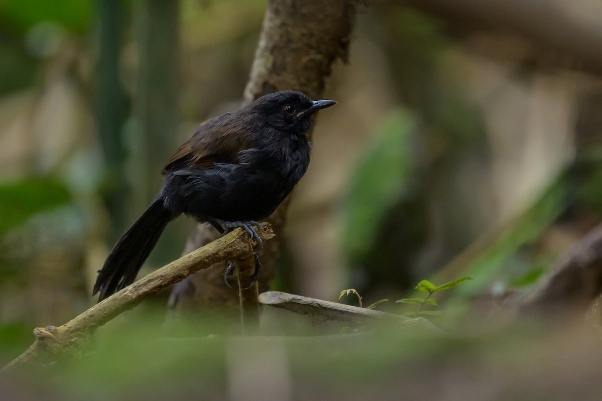 Western Fire-eye - ML646981750