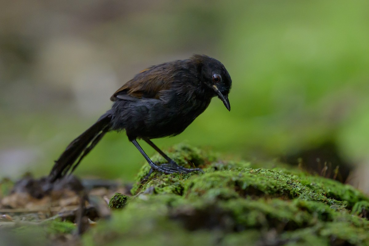 Western Fire-eye - ML646981751