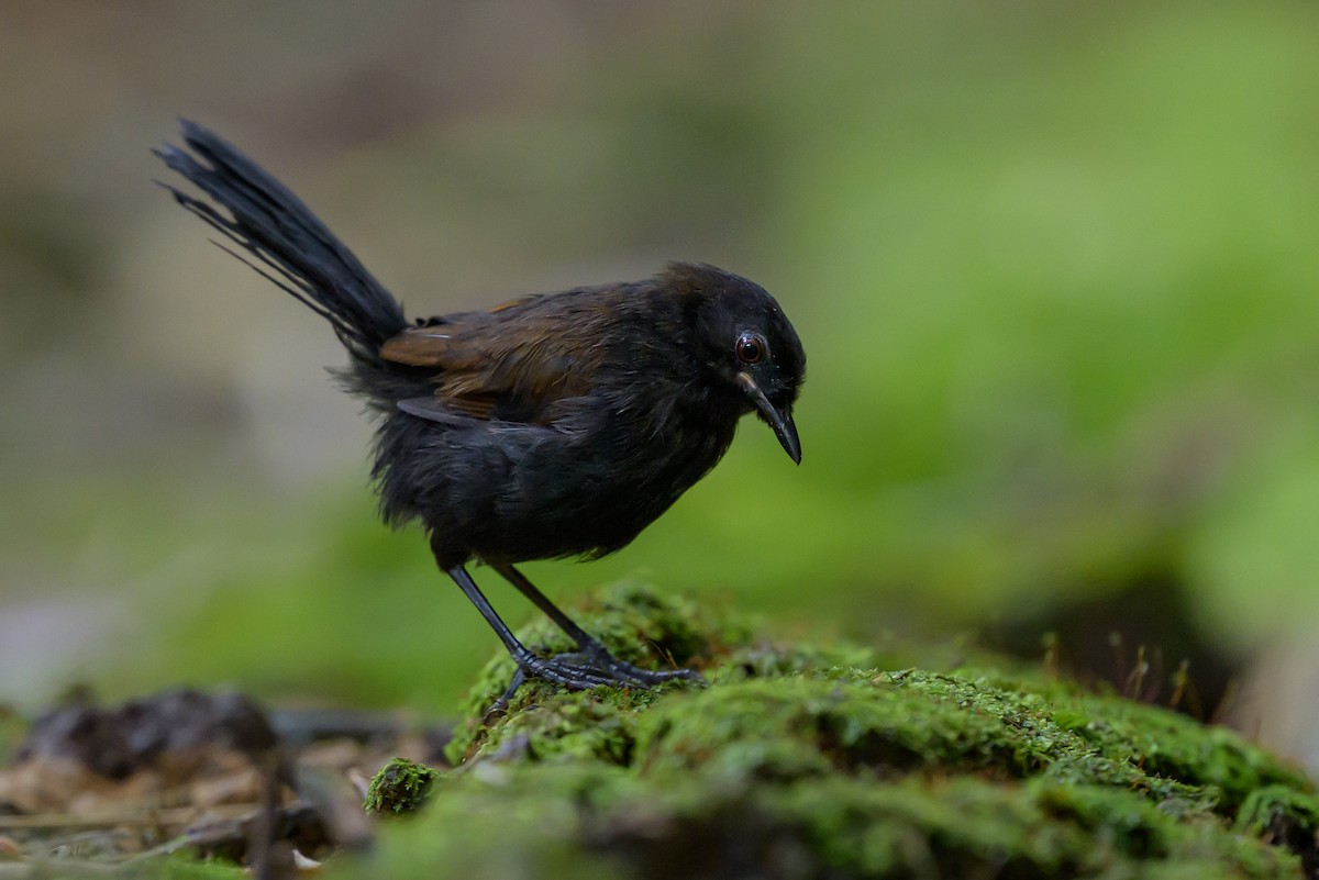 Western Fire-eye - ML646981752