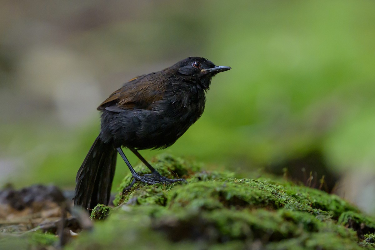 Western Fire-eye - ML646981753