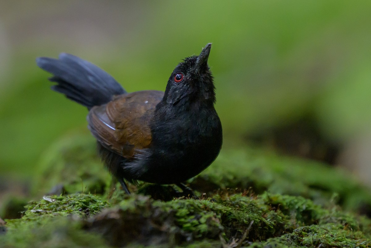 Western Fire-eye - ML646981754