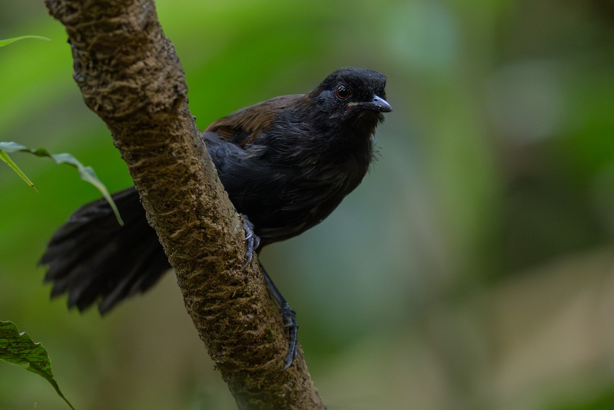 Western Fire-eye - ML646981755