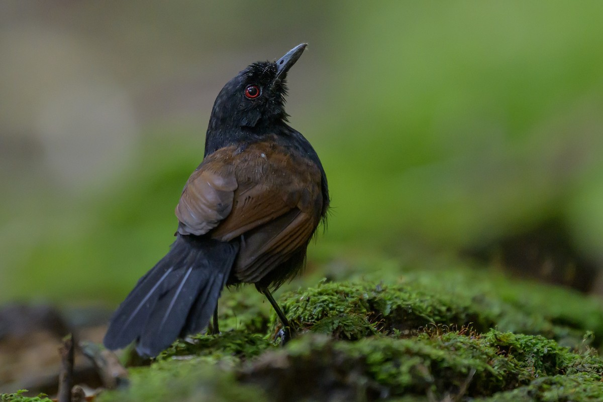 Western Fire-eye - ML646981756