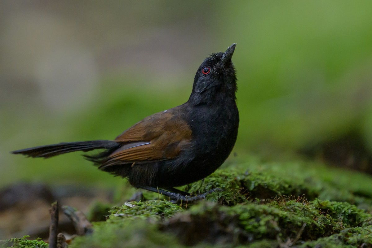 Western Fire-eye - ML646981757