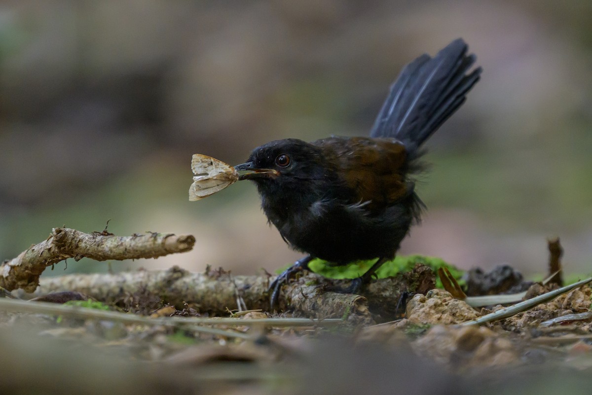 Western Fire-eye - ML646981759