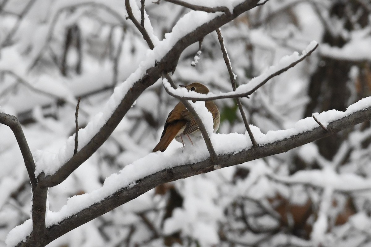 Hermit Thrush - ML646981771